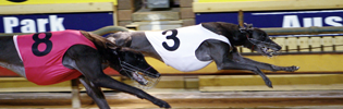 Gunnadoo Magic Winning The 2009 Maidment Memorial