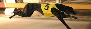 Lynleas King Winning The 2008 Warrnambool Classic