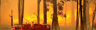 Canberra Bushfires Claim Greyhound Victims