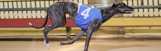 2008 Australian Greyhound Of The Year Finalist Chinatown Lad