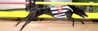 Dyna Lachlan September Greyhound Of The Month