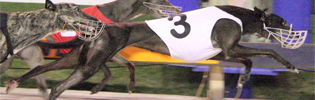 Elektra Winning The 2008 Sky Channel Galaxy Final