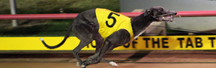 Controversial 2008 Victorian Greyhound Of The Year El Galo