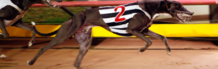 El Galo Is 2008 Australian Greyhound of The Year