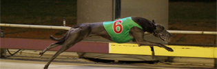 Gardam Prince Headlines Ballarat Greys Wednesday