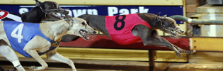 Gunnadoo Magic (8) winning at Sandown in late 2008