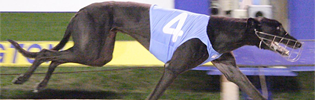 High Earner Named AGRA June Greyhound Of The Month