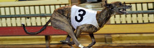 Kulu Spirit Winning At Sandown In September 2008