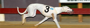 Miss Elly Mint Winning The 2009 Gosford Gold Cup