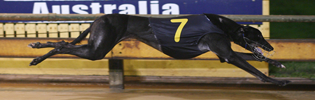 2009 Group 1 Laurels Favourite Under Injury Cloud