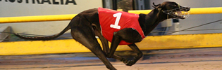 Prankster Named AGRA December 2009 Greyhound Of The Month