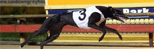 2008 Queensland Greyhound Of The Year Finalist Queen Lauryn