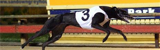 Queen Lauryn Winning The 2008 Group 2 Bogie Leigh Queensland Futurity Final