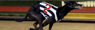 Queen Lauryn Asserting Herself As Australias Best Greyhound Racing Bitch In Last Nights Sapphire Crown Final