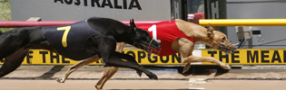 WA Stayer Red Shilling Named Greyhound Of The Month