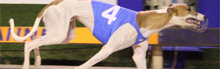 Queensland Greyhound Of The Year Contender Size Can Matter