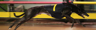 Trew Millions Is July's Greyhound Of The Month