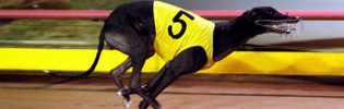 Velocette Named AGRA February Greyhound Of The Month