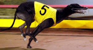 Greyhound bookmakers