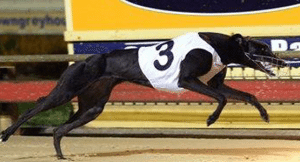 Greyhound betting