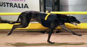 Greyhound racing at the meadows