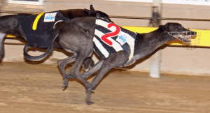 2015 Group 3 Magic Maiden & New Sensation semi-final tips