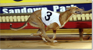 Group one greyhound