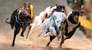 Free greyhound racing best bets for Saturday July 18, 2015.