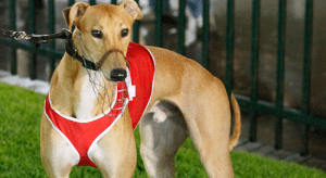 Friday's free greyhound racing multi selections