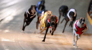 Albion Park greyhounds - free form, tips and runner comments