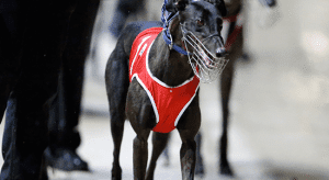 Monday's best multi bet selections at Angle Park greyhounds