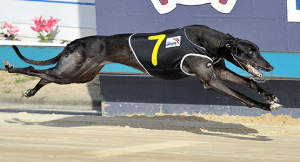 2015 Group 2 Maitland Cup heats: latest odds, tips & predictions