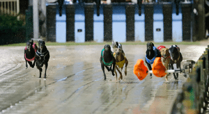 Tuesday's top greyhound racing multi bet selections and best odds