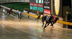 Tuesday's top greyhound racing multi bet tips September 22, 2015