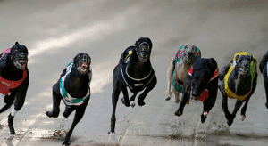 Free greyhound racing multi bet tips June 12, 2015