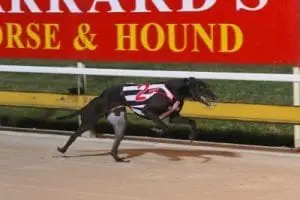 Albion Park greyhounds