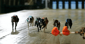 Greyhounds