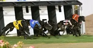 Greyhound racing at The Meadows