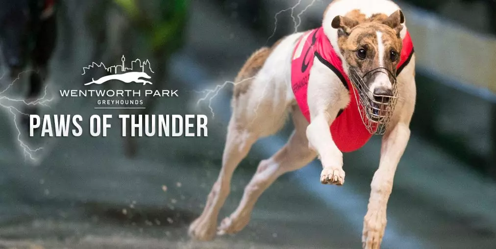 Paws of Thunder greyhound tips 2022