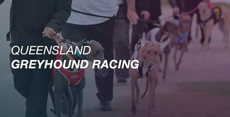 QLD greyhound racing