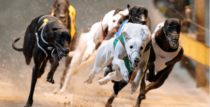 greyhound racing