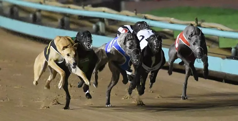 Greyhound racing at The Meadows