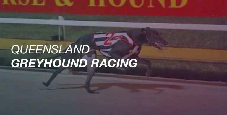 Queensland greyhound racing - Rockhampton Cup news