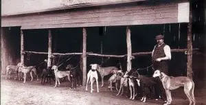 Greyhound Racing
