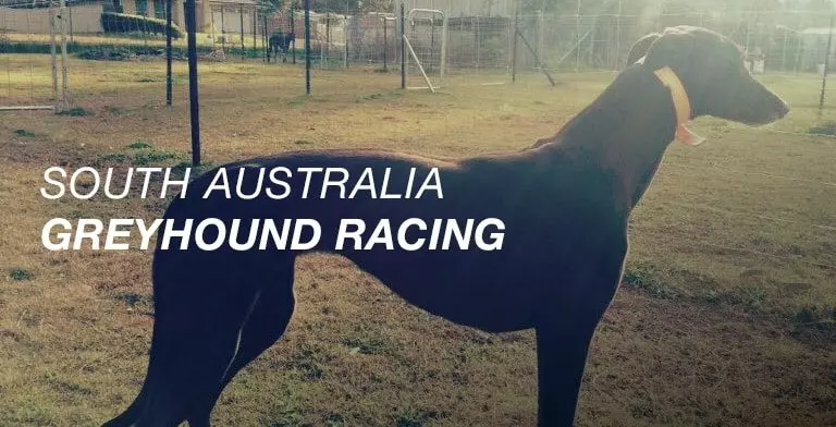 SA greyhound racing