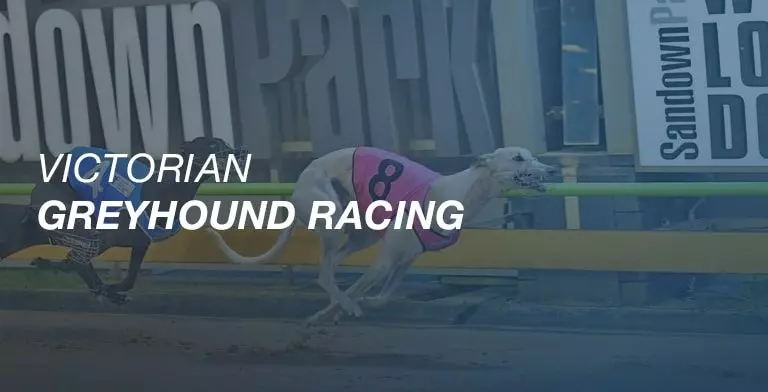 Vic greyhound news - Speedy Spyro nearing end with race at Geelong on Friday night