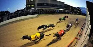 Sale greyhounds