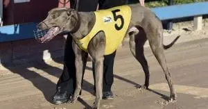 Campbell's spirit lives on with Adios Amigos winning at Maitland
