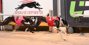 Mccarthy can't split his Rockhampton Cup trio