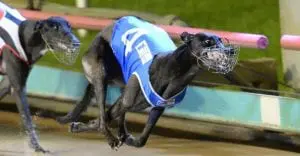 Shima Song wins 2017 Group 2 McKenna Memorial